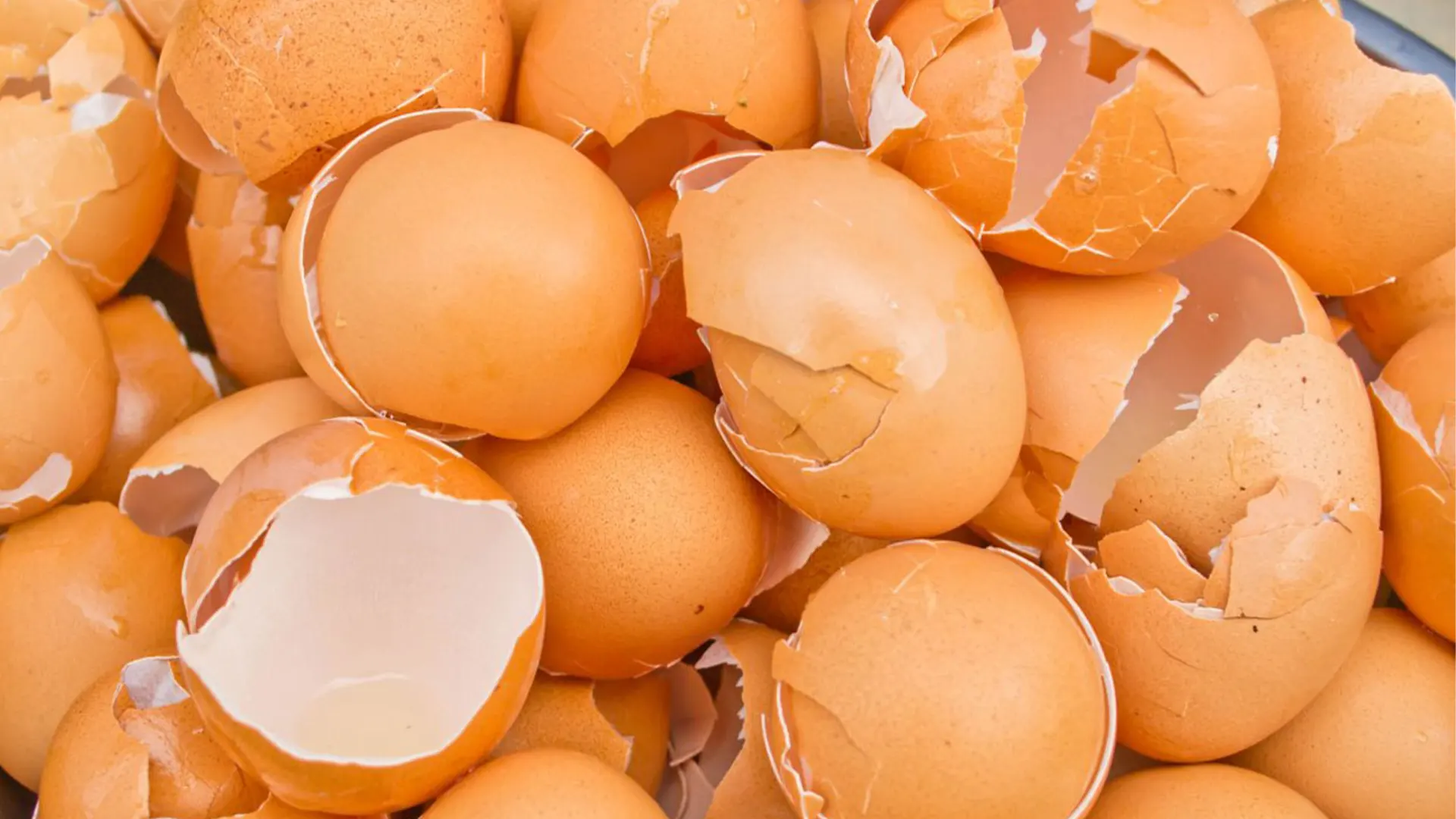 خواص پوسته تخم مرغ در مکمل تقویت پوست اسکین تامین - گالری لیلیوم