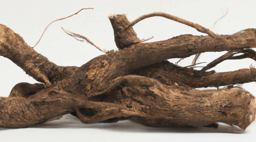 عصاره ریشه درخت اولموس دیویدیانا ضد آفتاب فلوئیدی توکوبو-گالری لیلیوم