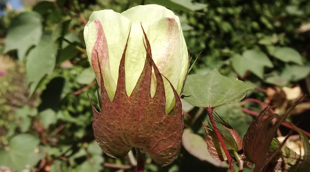 عصاره گل پنبه فلوئید ضد آفتاب آبرسان توکوبو-گالری لیلیوم